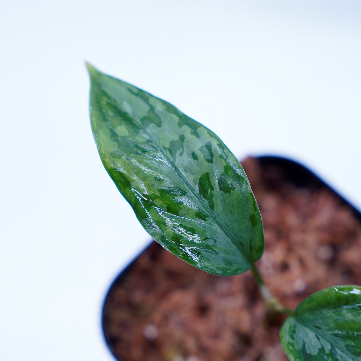<LA便>Aglaonema Pictum Tricolor 【しるば~らいん】“LA1218-02b”