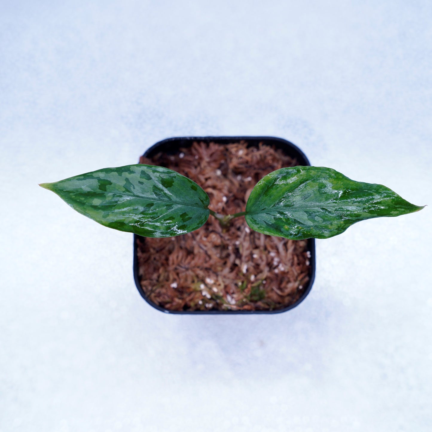 <LA便>Aglaonema Pictum Tricolor 【しるば~らいん】“LA1218-02b”