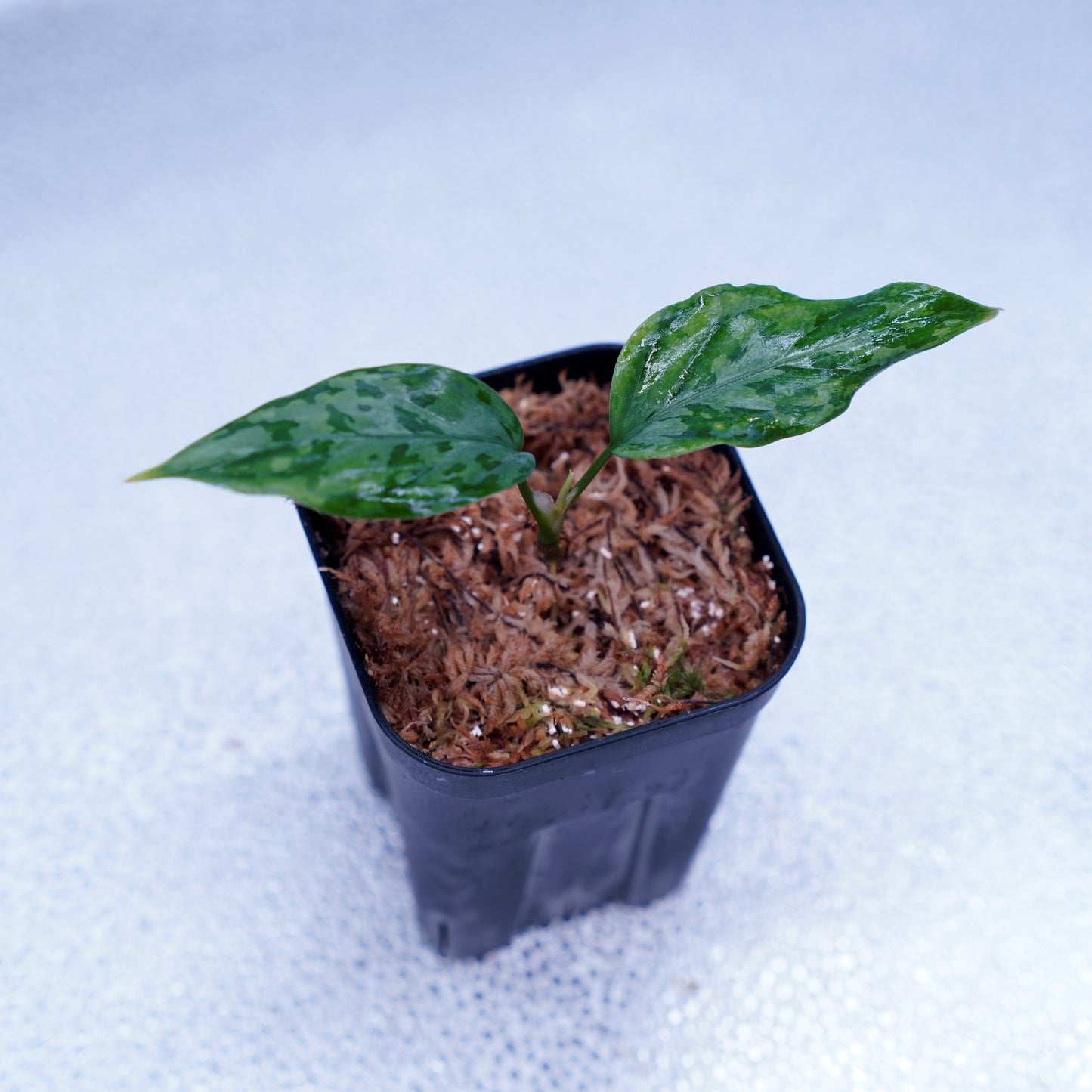 <LA便>Aglaonema Pictum Tricolor 【しるば~らいん】“LA1218-02b”