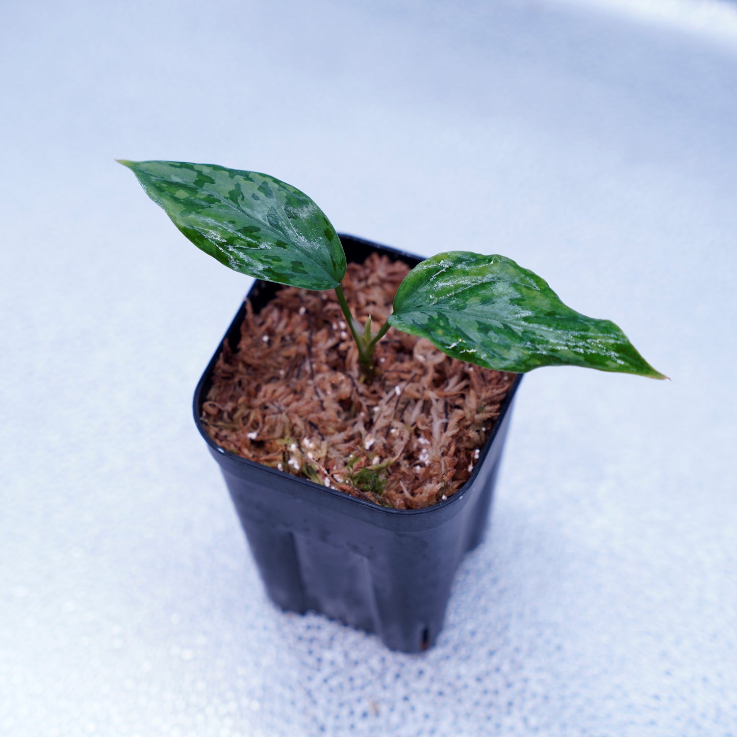 <LA便>Aglaonema Pictum Tricolor 【しるば~らいん】“LA1218-02b”