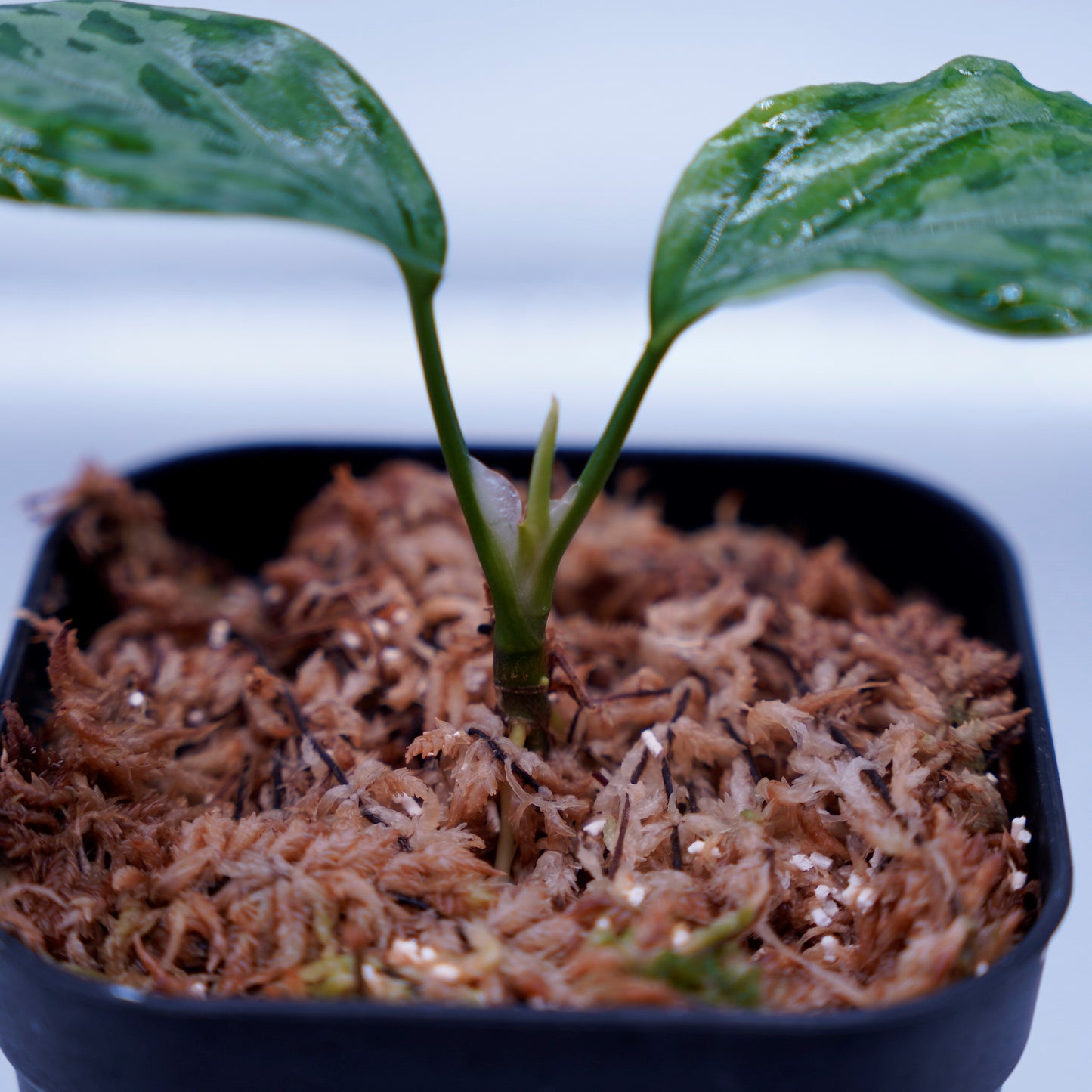 <LA便>Aglaonema Pictum Tricolor 【しるば~らいん】“LA1218-02b”
