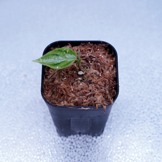 <AZ便> Aglaonema Pictum 【Laplace】箱個体 UC from Sibolga timur “AZ 0213-5C”