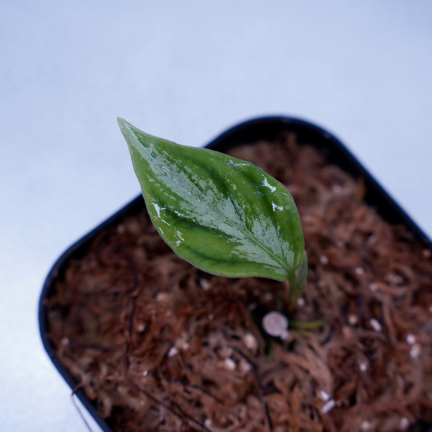 <AZ便> Aglaonema Pictum 【Laplace】箱個体 UC from Sibolga timur “AZ 0213-5C”