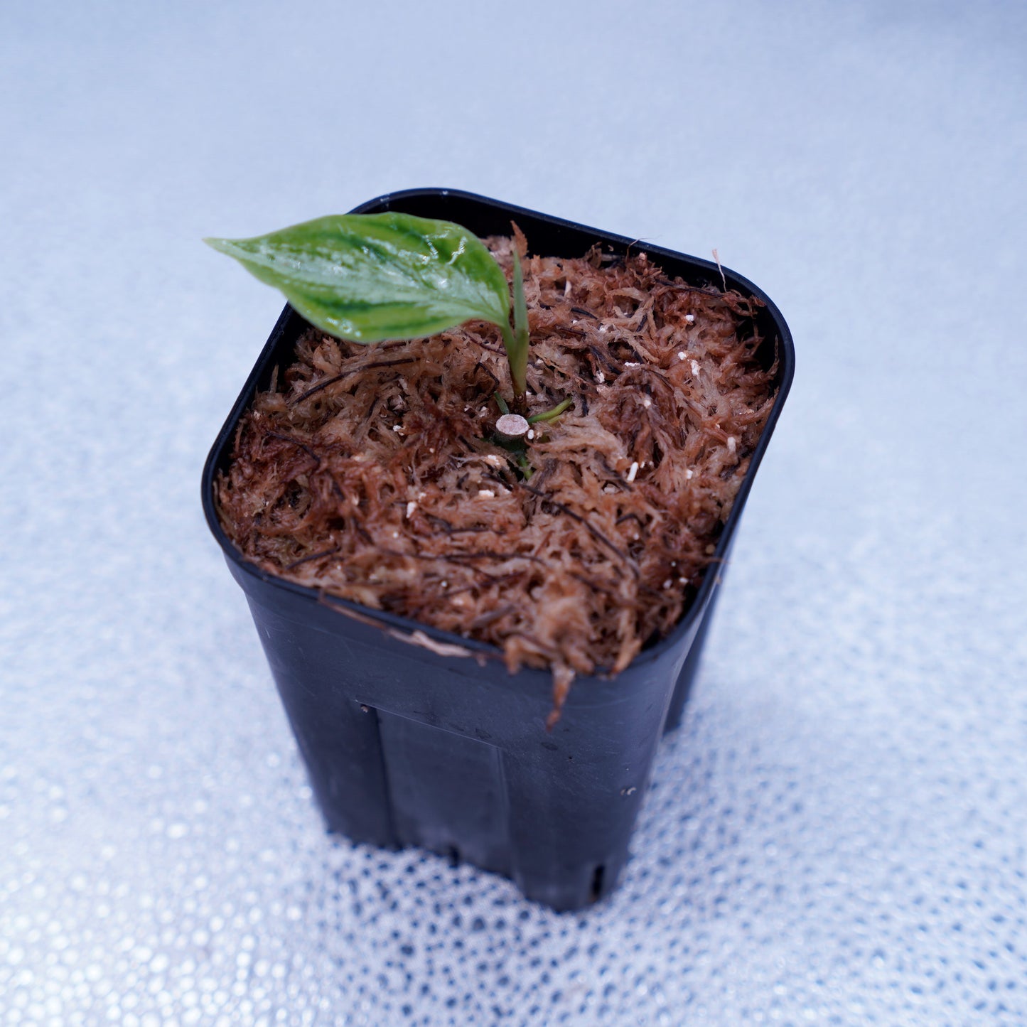 <AZ便> Aglaonema Pictum 【Laplace】箱個体 UC from Sibolga timur “AZ 0213-5C”