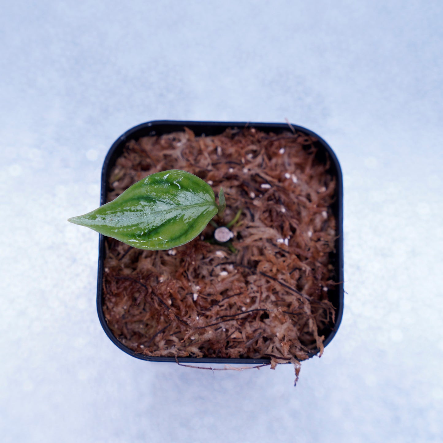 <AZ便> Aglaonema Pictum 【Laplace】箱個体 UC from Sibolga timur “AZ 0213-5C”