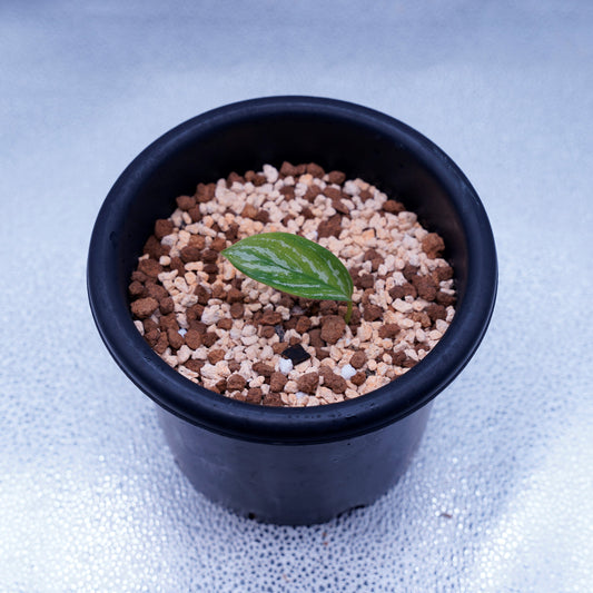 <カーティシー>Aglaonema Nitidum “Curtisii” UND221020