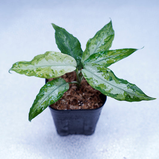 <オリジナル>Aglaonema Pictum Tricolor UND “FRANKIE”