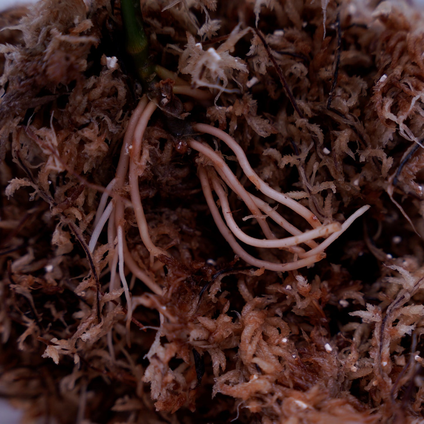 <オリジナル>Aglaonema Pictum Tricolor UND “FRANKIE”