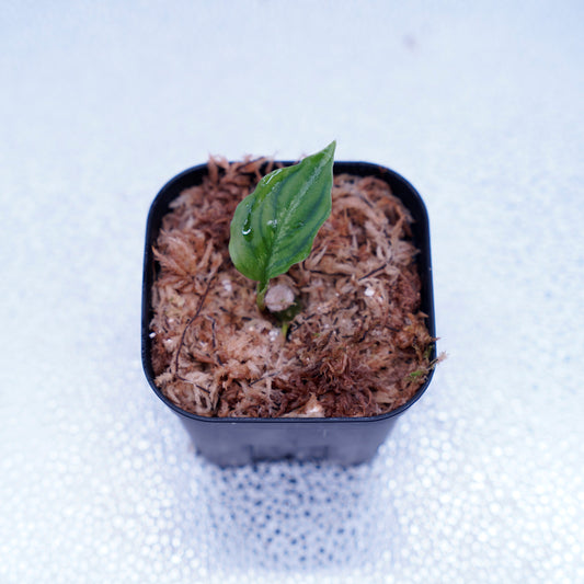 <TB便>Aglaonema Pictum Tricolor 反転系【五月雨】GW1603