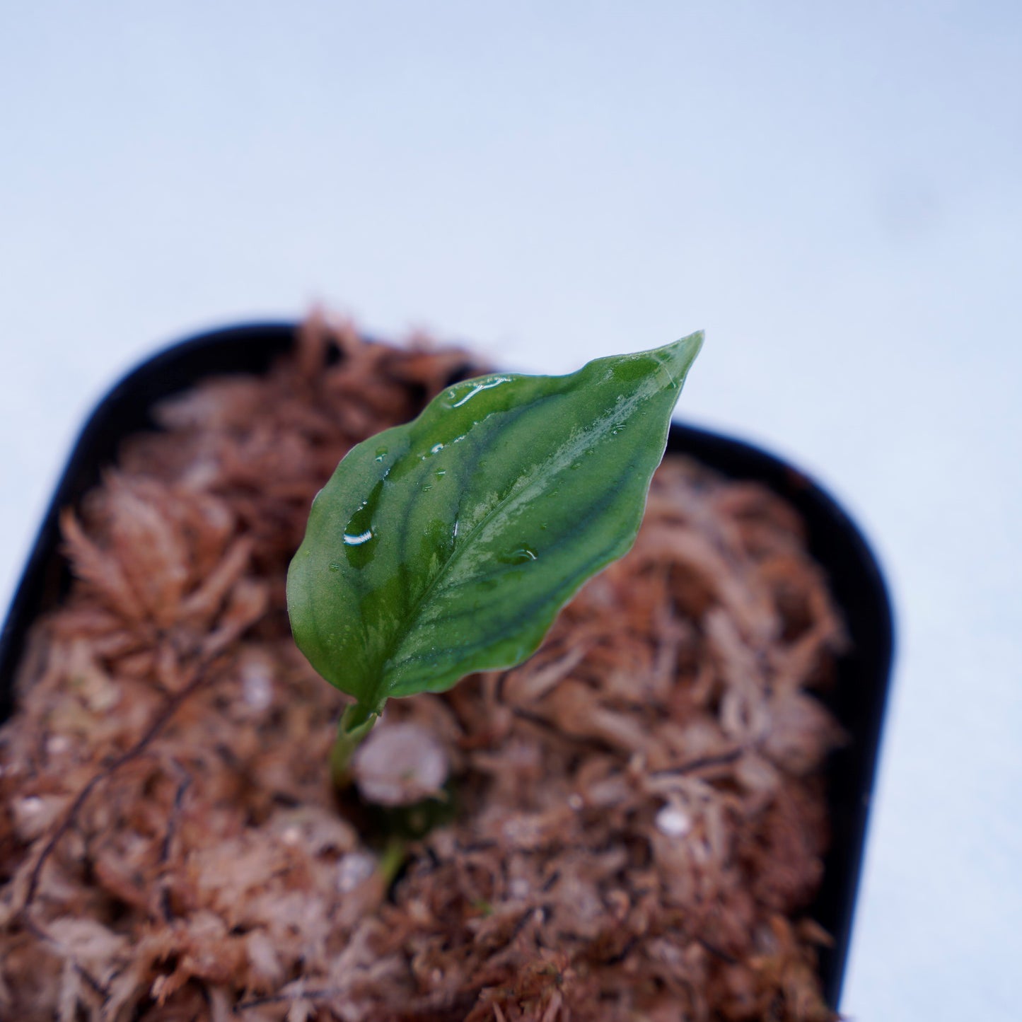 <TB便>Aglaonema Pictum Tricolor 反転系【五月雨】GW1603