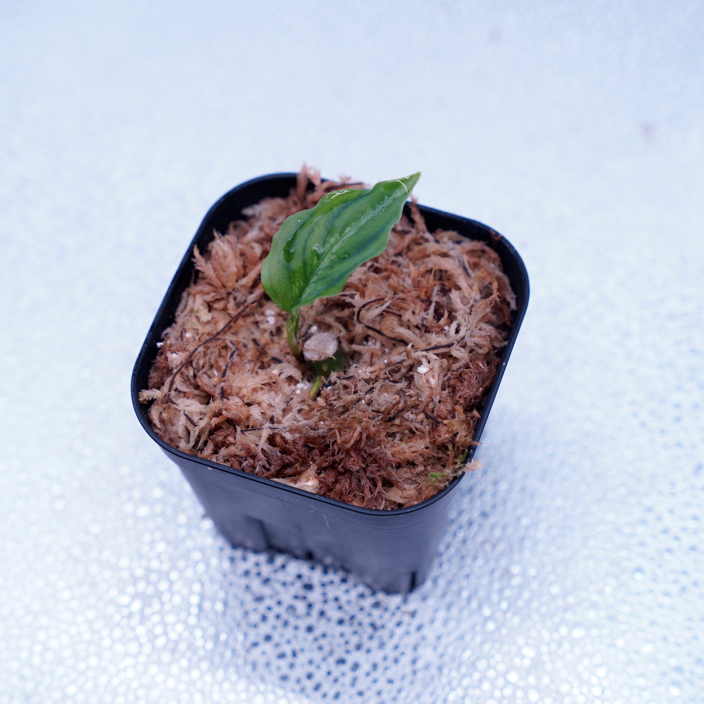 <TB便>Aglaonema Pictum Tricolor 反転系【五月雨】GW1603
