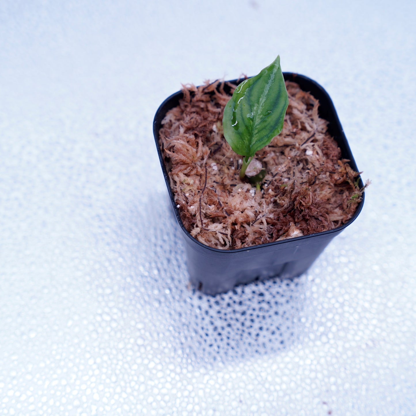 <TB便>Aglaonema Pictum Tricolor 反転系【五月雨】GW1603