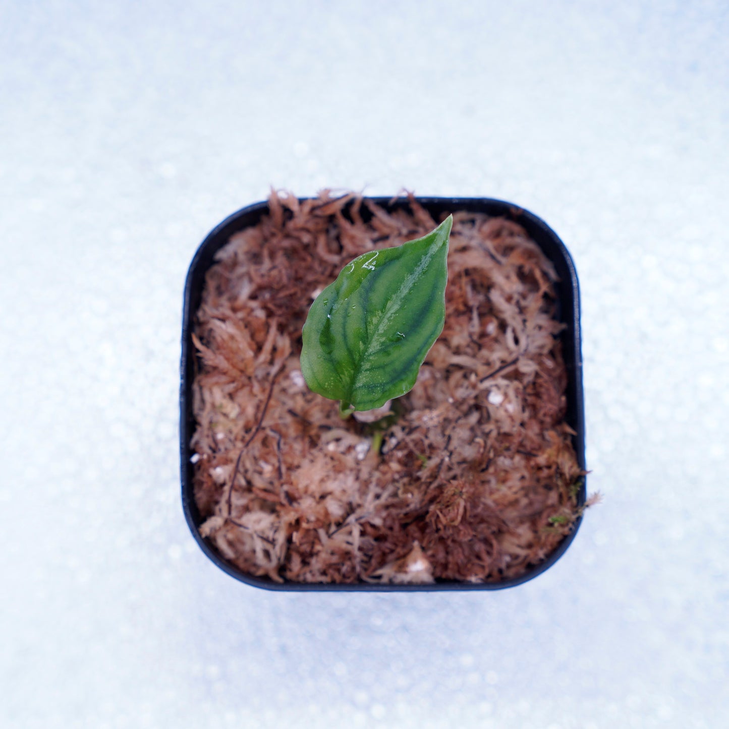 <TB便>Aglaonema Pictum Tricolor 反転系【五月雨】GW1603