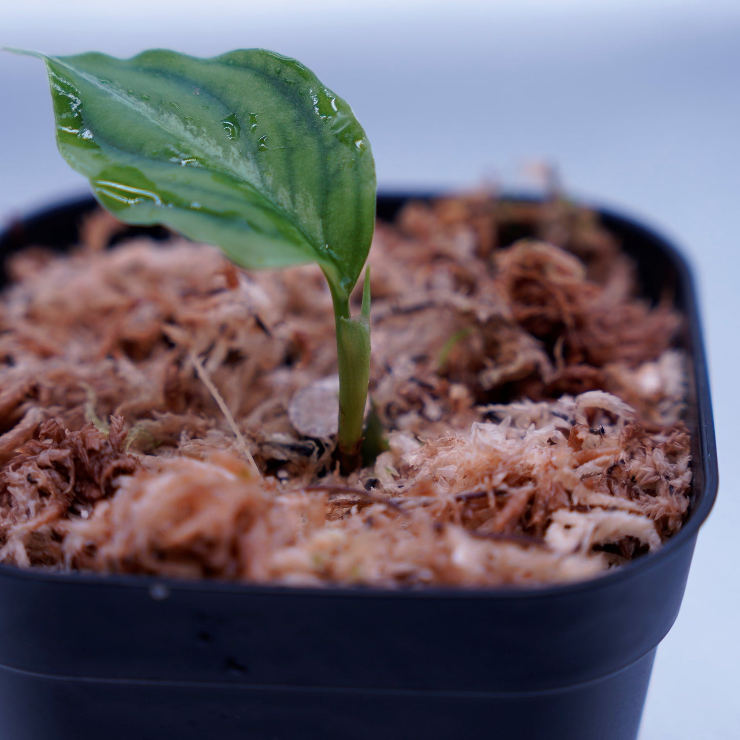<TB便>Aglaonema Pictum Tricolor 反転系【五月雨】GW1603