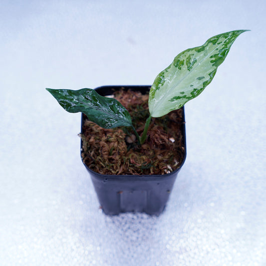 <TZ便>Aglaonema Pictum Argentum【T-090719-b-x-3】