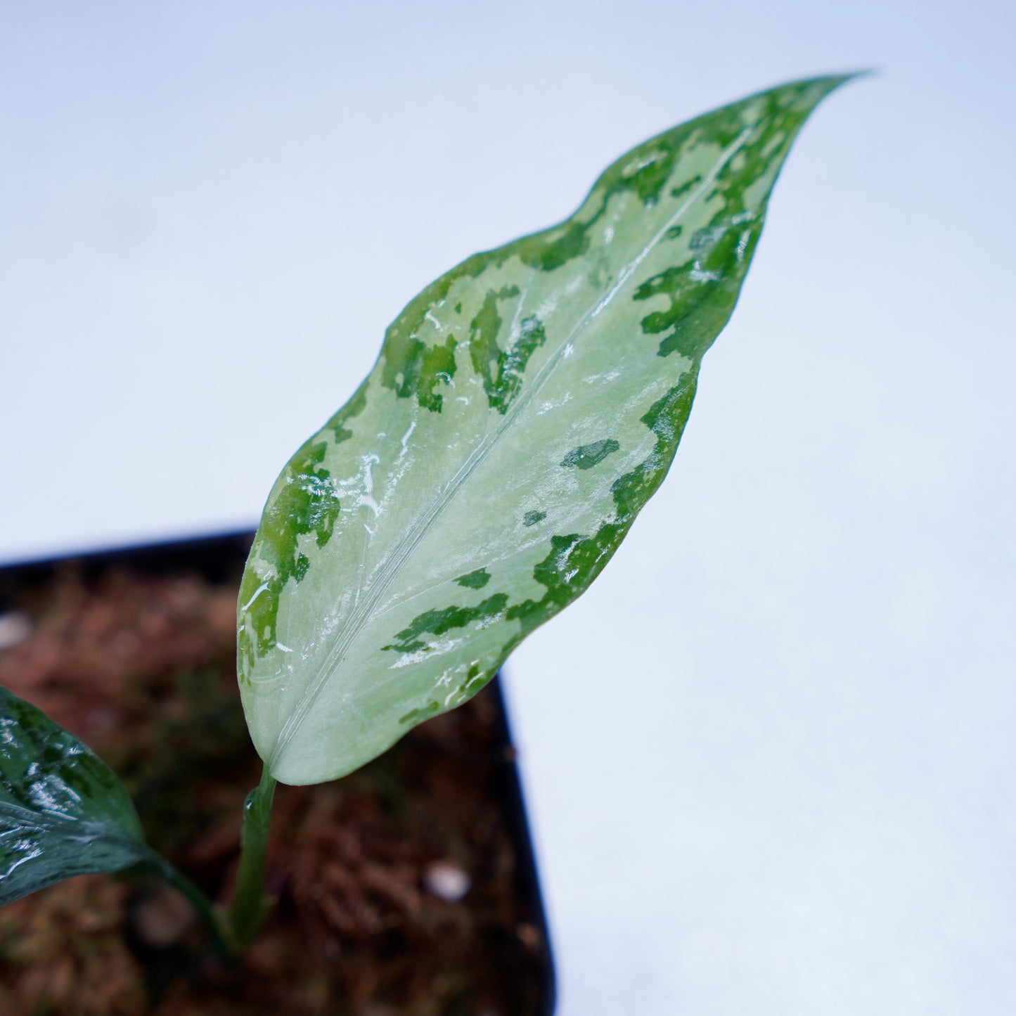<TZ便>Aglaonema Pictum Argentum【T-090719-b-x-3】