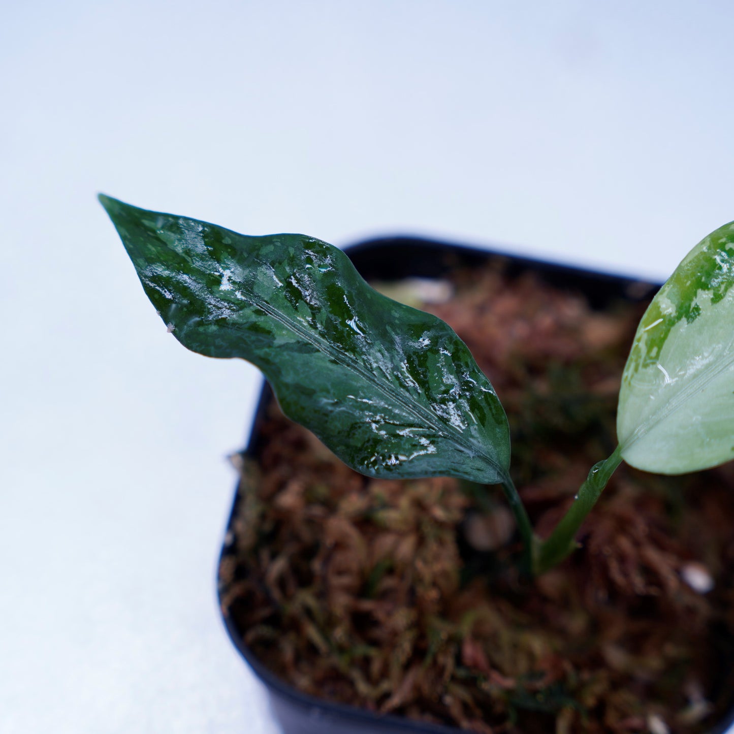 <TZ便>Aglaonema Pictum Argentum【T-090719-b-x-3】