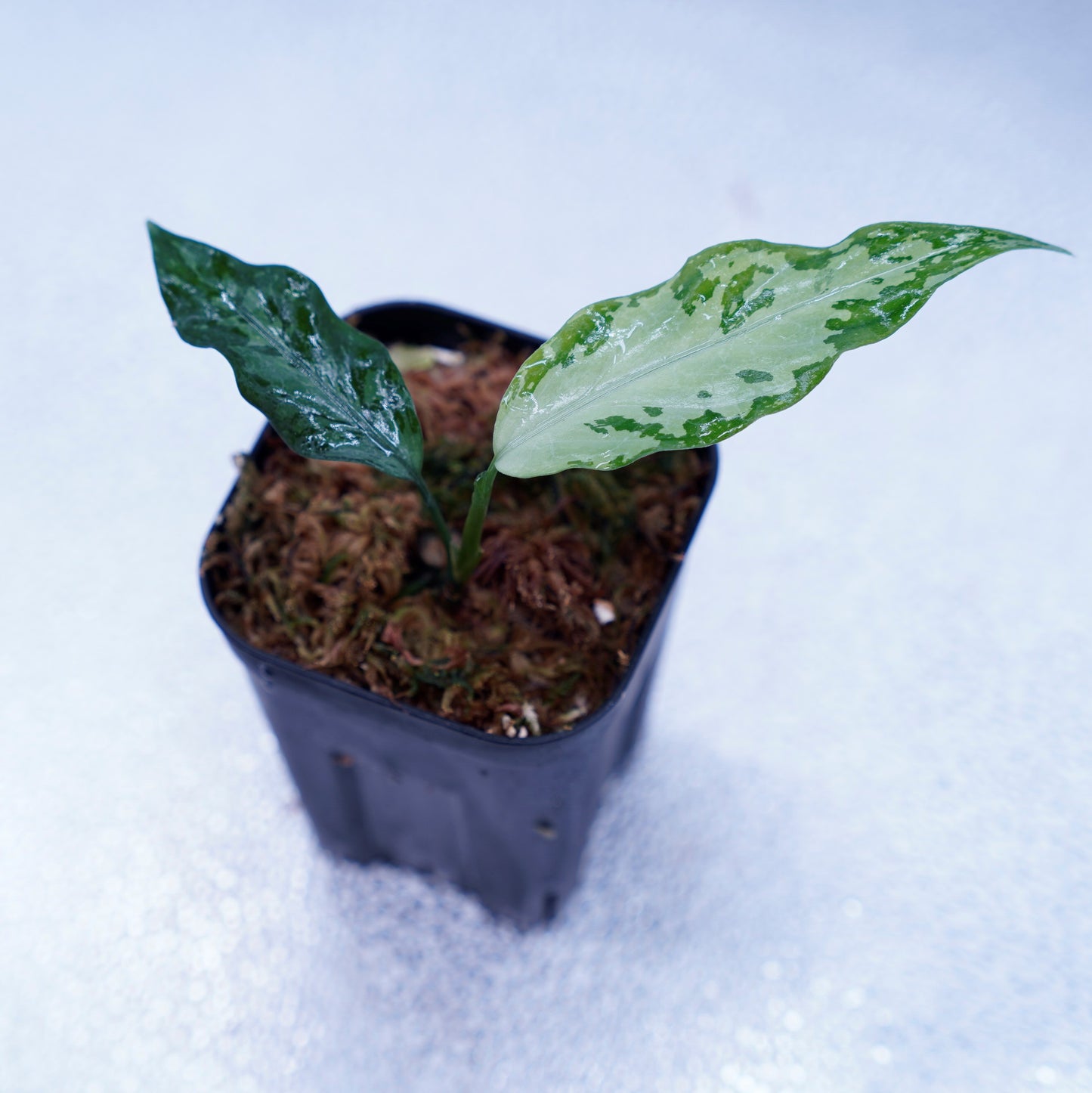 <TZ便>Aglaonema Pictum Argentum【T-090719-b-x-3】