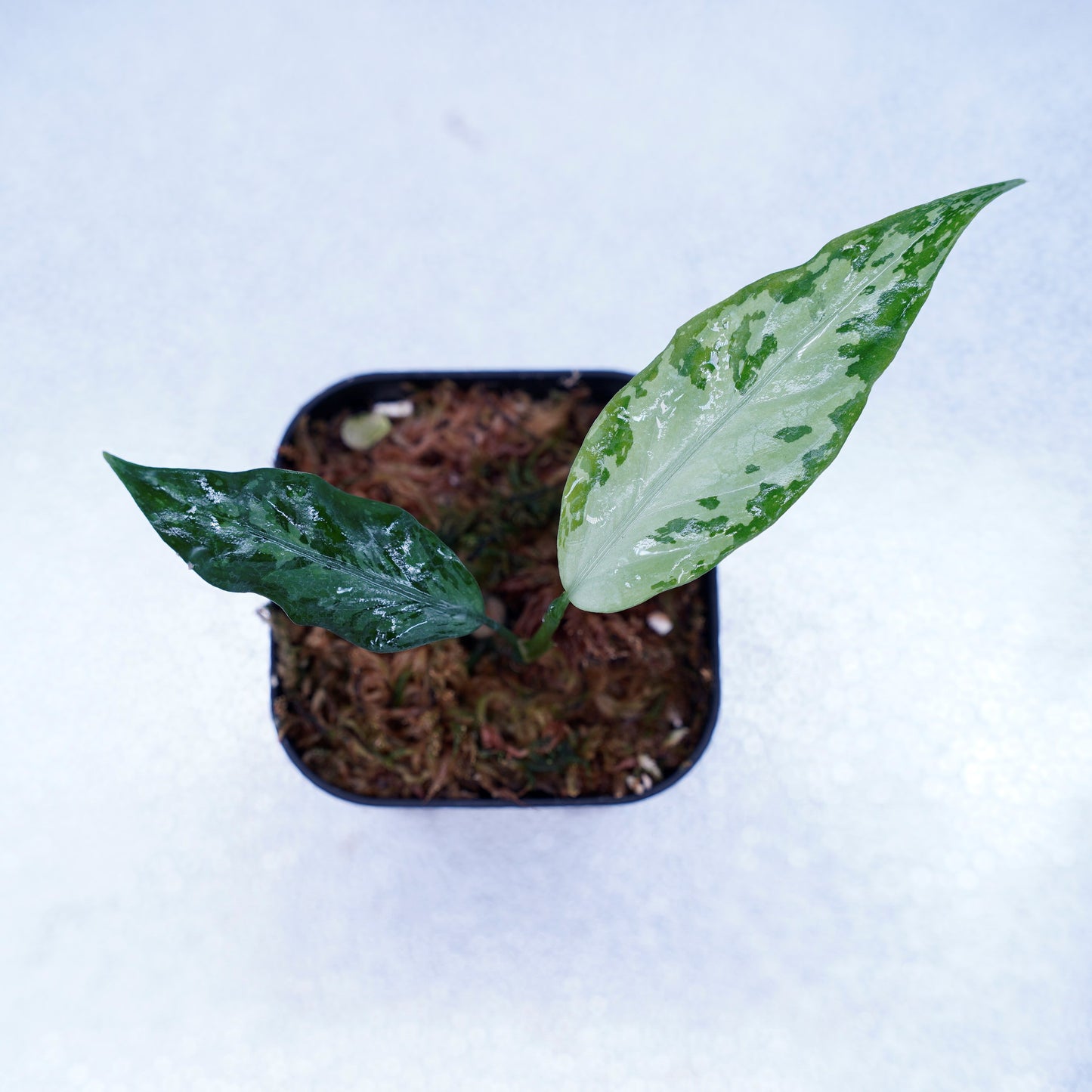 <TZ便>Aglaonema Pictum Argentum【T-090719-b-x-3】