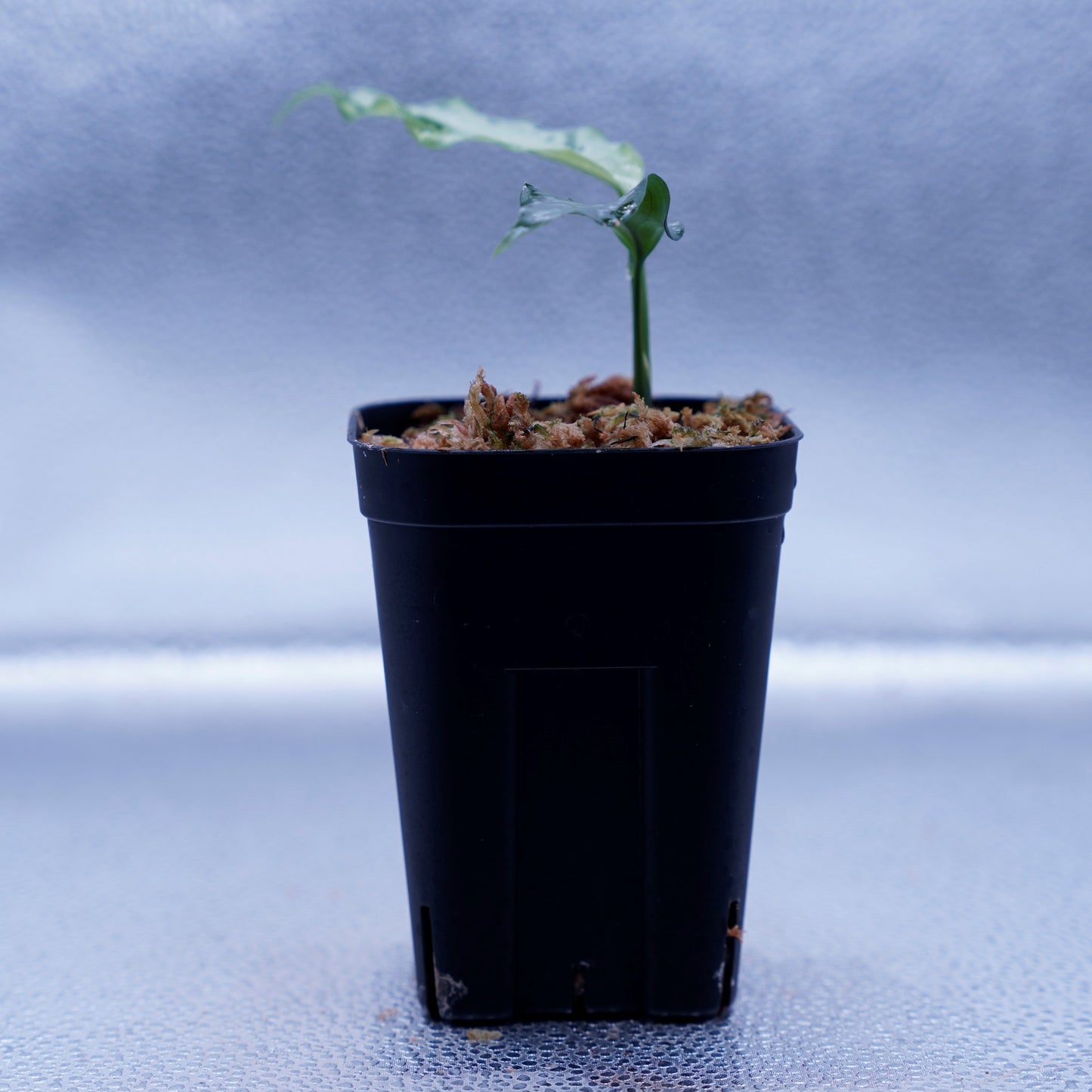 <TZ便>Aglaonema Pictum Argentum【T-090719-b-x-3】