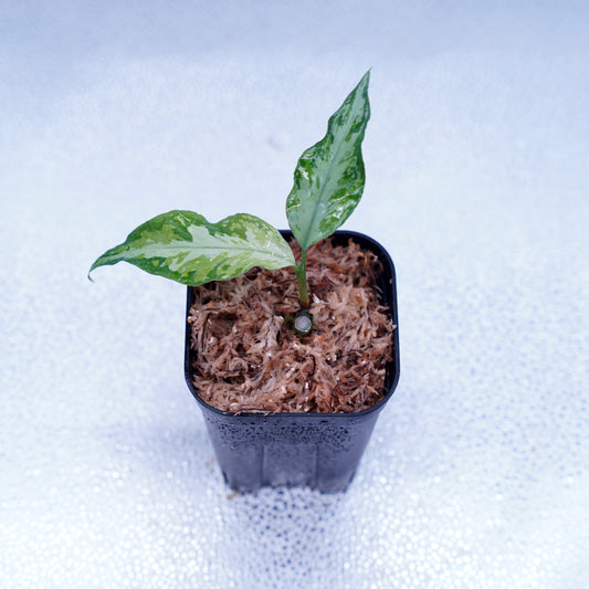 <TZ便>Aglaonema Pictum Aceh Multicolor【T-131220-b-6】