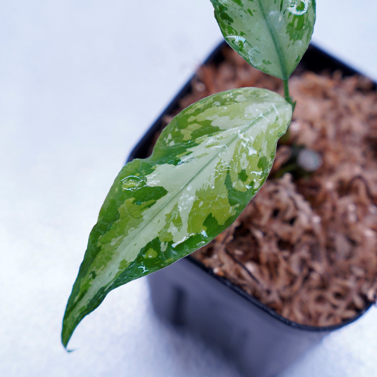 <TZ便>Aglaonema Pictum Aceh Multicolor【T-131220-b-6】