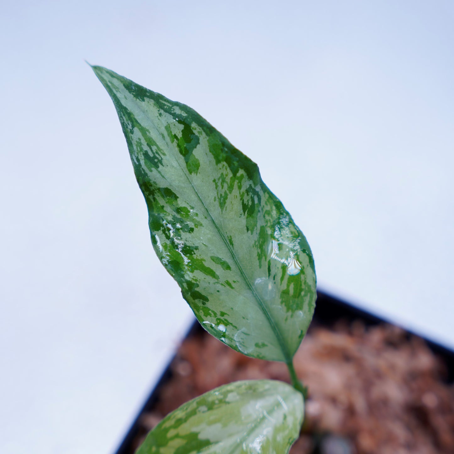 <TZ便>Aglaonema Pictum Aceh Multicolor【T-131220-b-6】