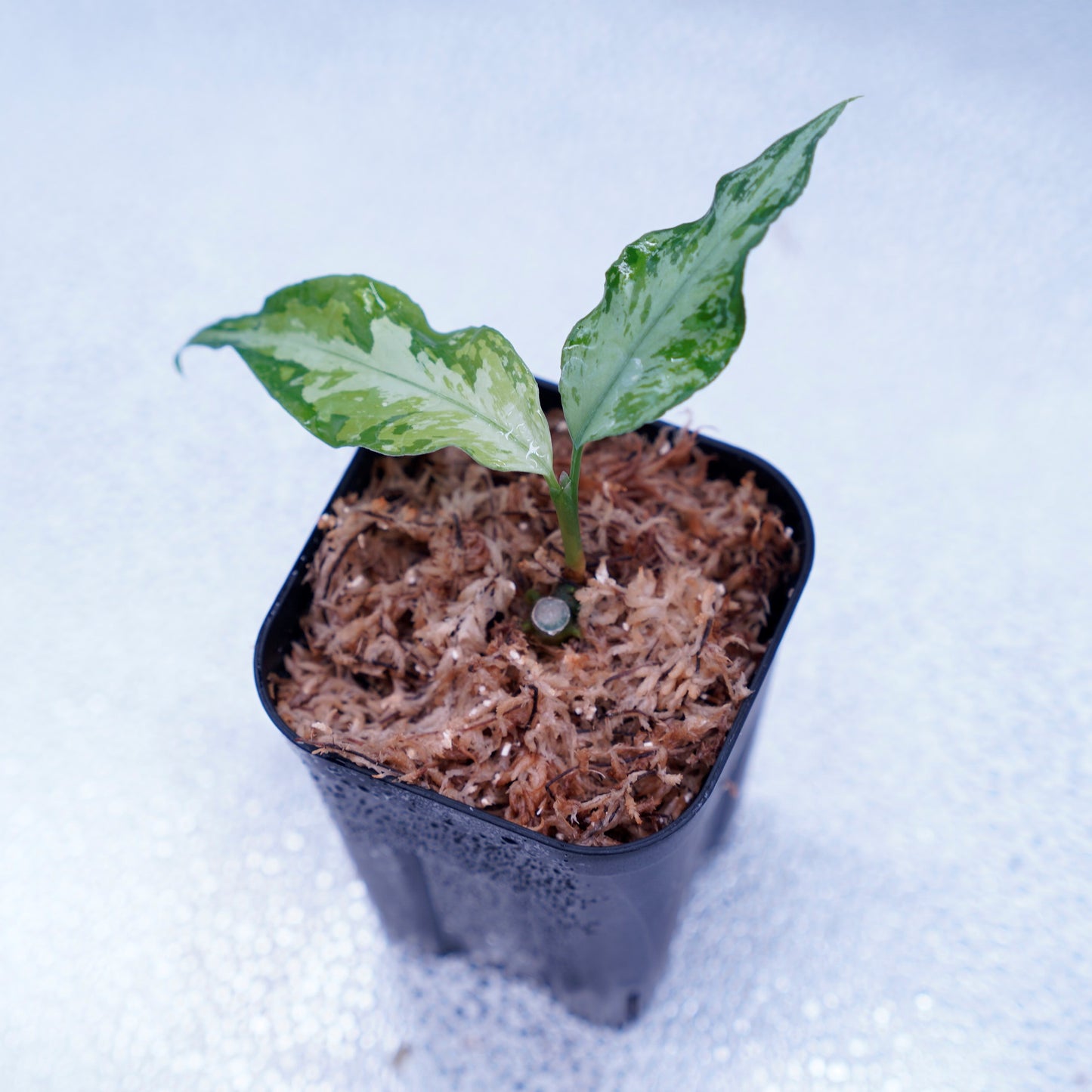 <TZ便>Aglaonema Pictum Aceh Multicolor【T-131220-b-6】