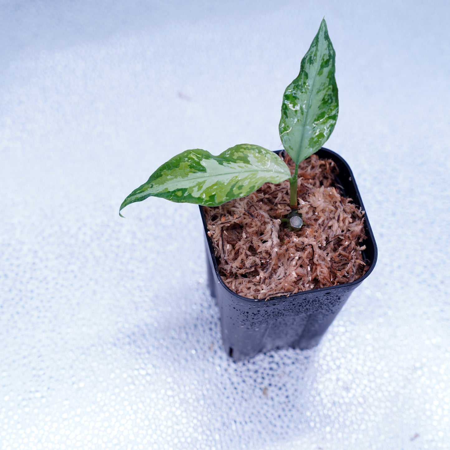 <TZ便>Aglaonema Pictum Aceh Multicolor【T-131220-b-6】