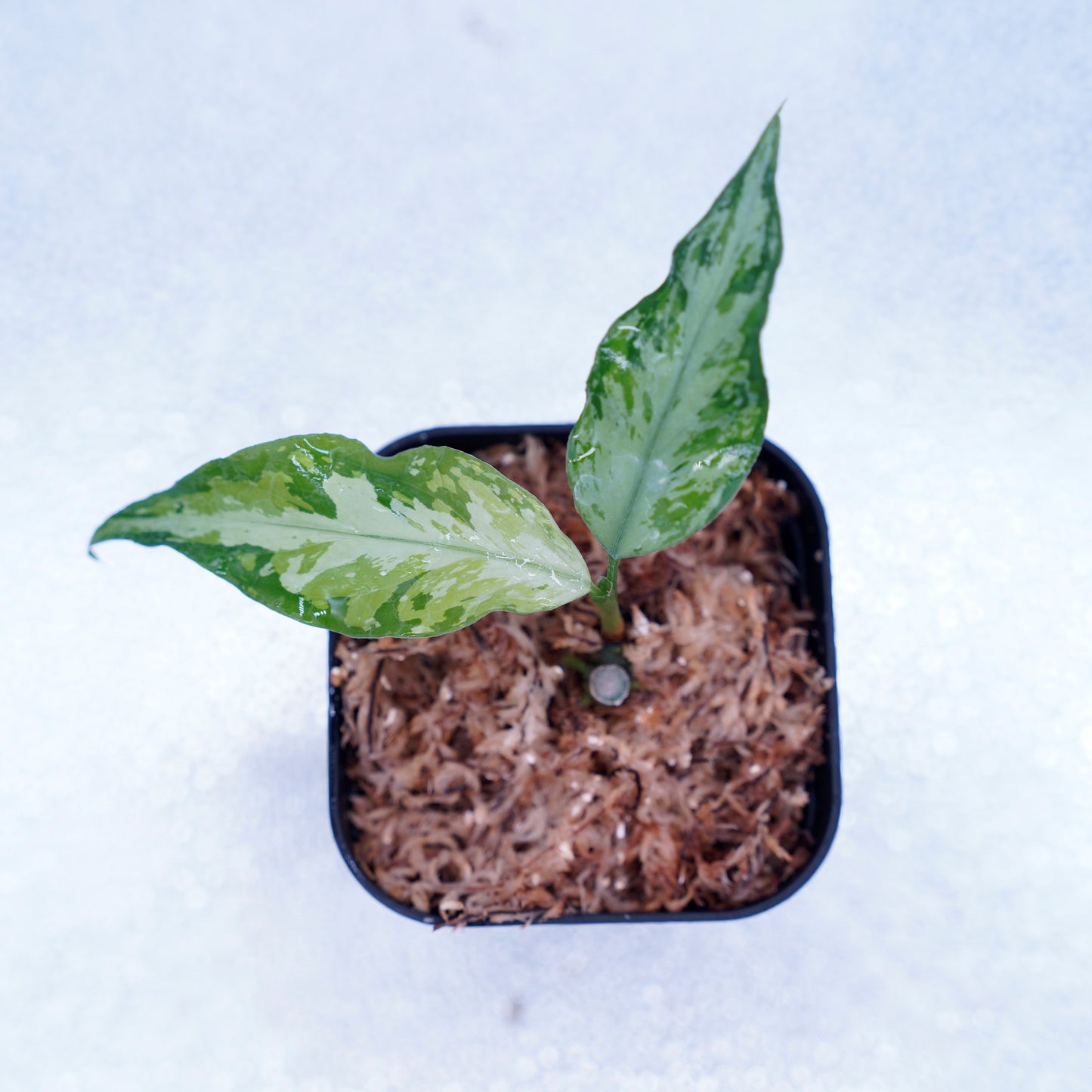 <TZ便>Aglaonema Pictum Aceh Multicolor【T-131220-b-6】