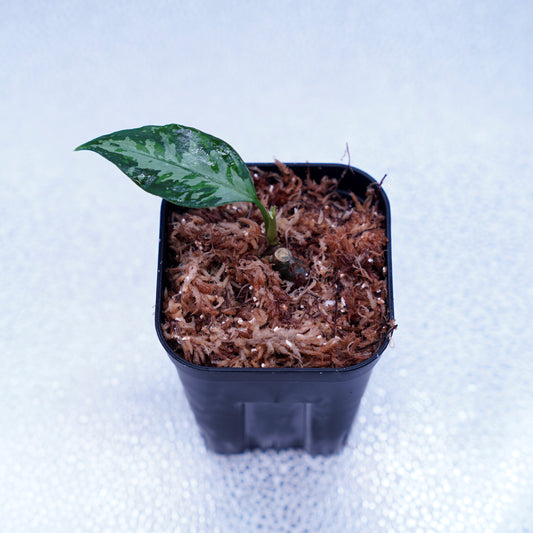 <TZ便>Aglaonema Pictum Aceh Multicolor【T-131220-b-6】