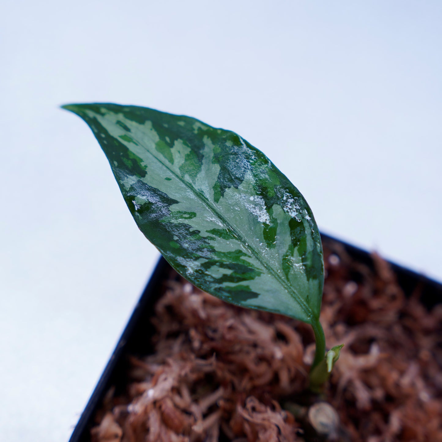 <TZ便>Aglaonema Pictum Aceh Multicolor【T-131220-b-6】