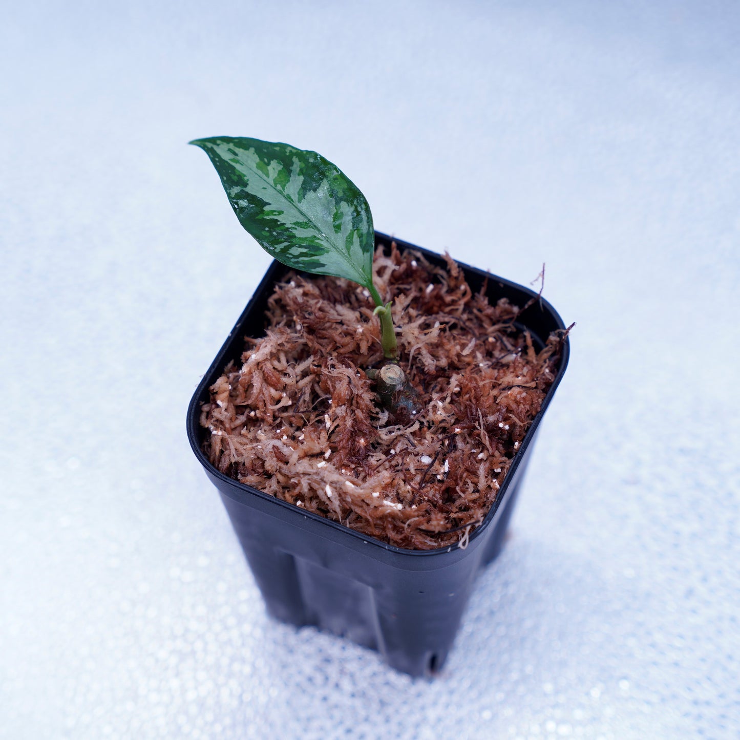 <TZ便>Aglaonema Pictum Aceh Multicolor【T-131220-b-6】