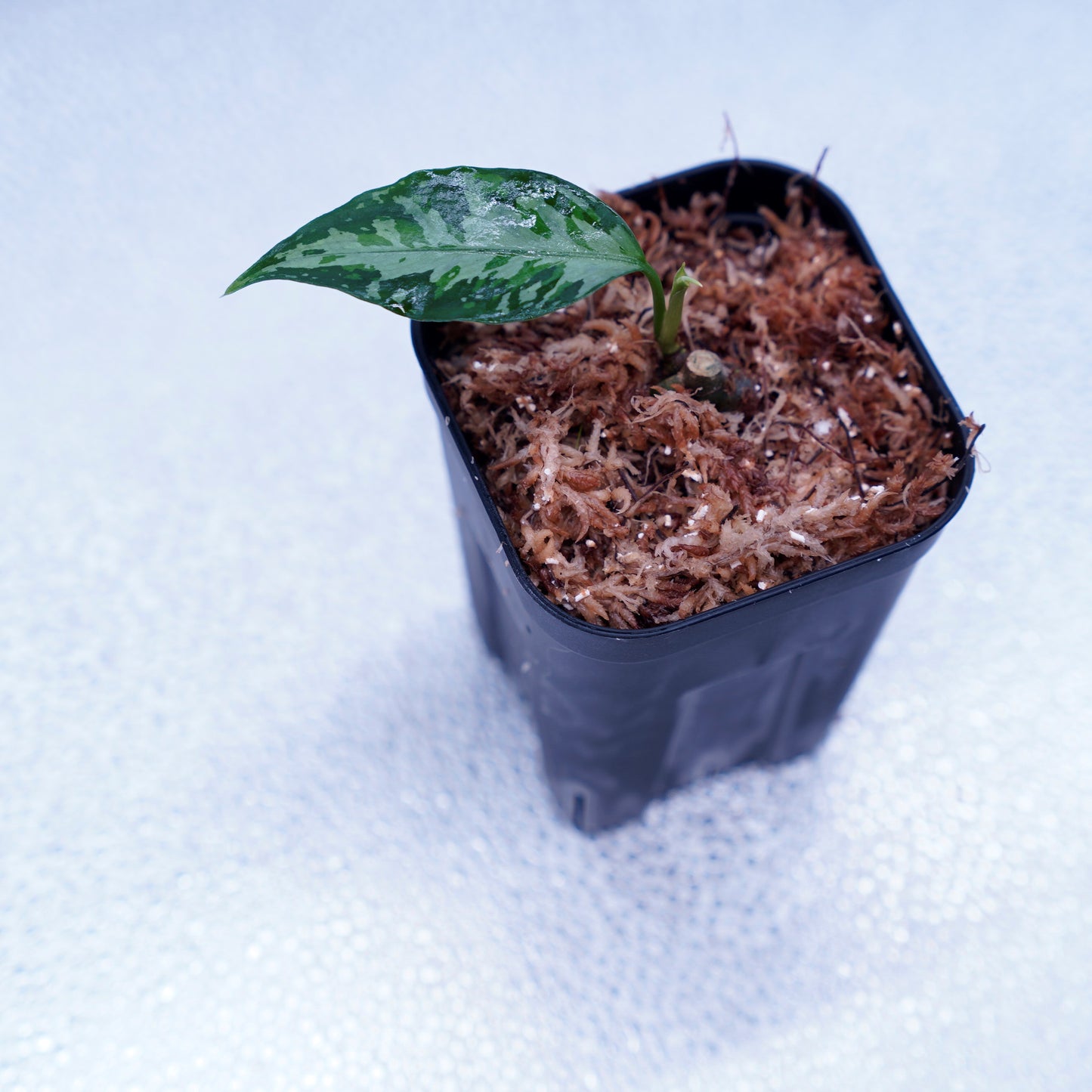 <TZ便>Aglaonema Pictum Aceh Multicolor【T-131220-b-6】