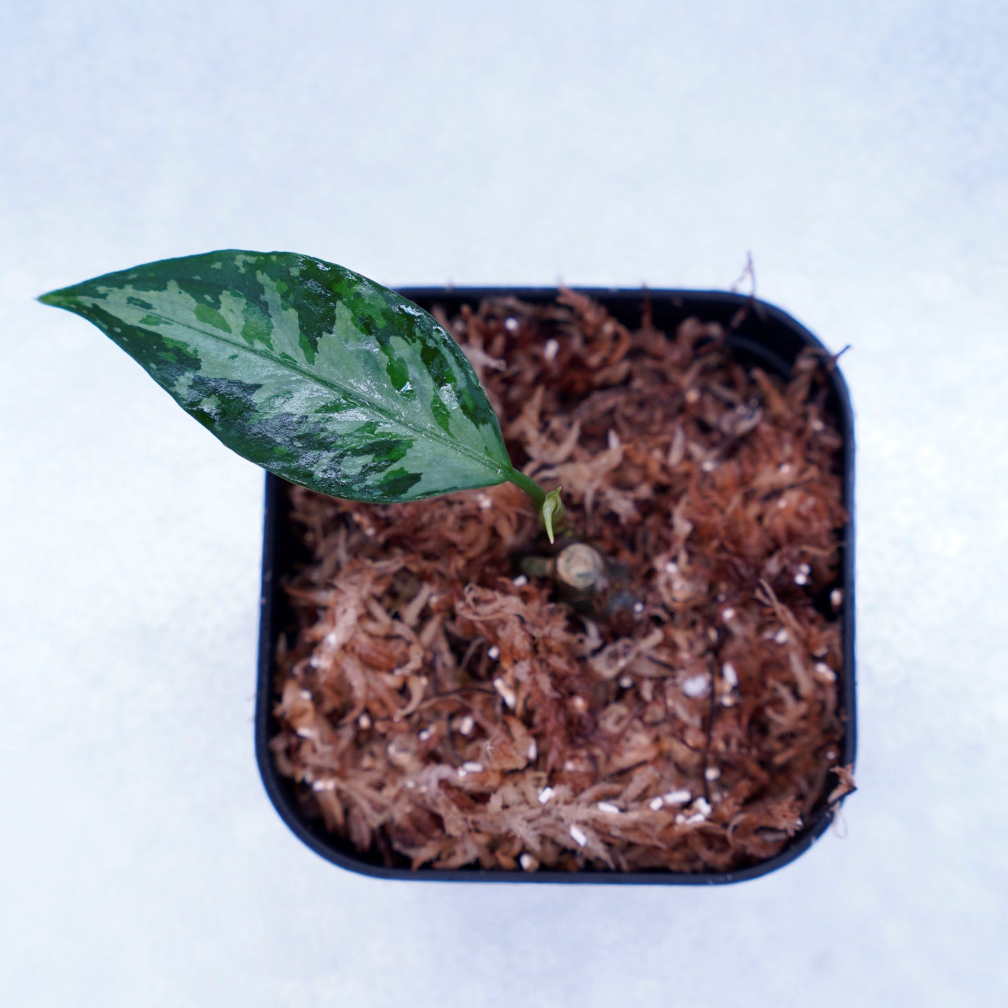<TZ便>Aglaonema Pictum Aceh Multicolor【T-131220-b-6】