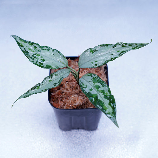 <オリジナル>Aglaonema Pictum Multicolor UND【OAK】