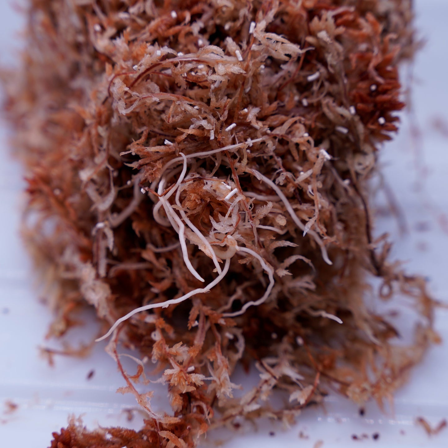 <オリジナル>Aglaonema Pictum Multicolor UND【OAK】