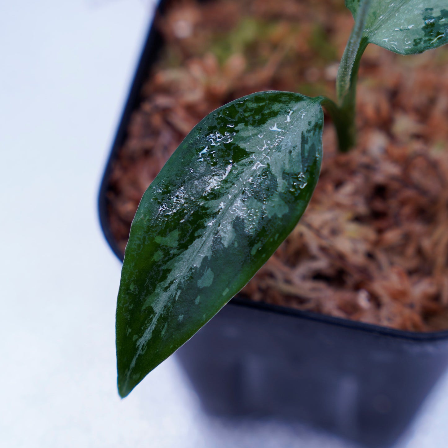 <TZ便>Aglaonema Pictum Tricolor【T-291219 b-5】スプラッシュタイプ