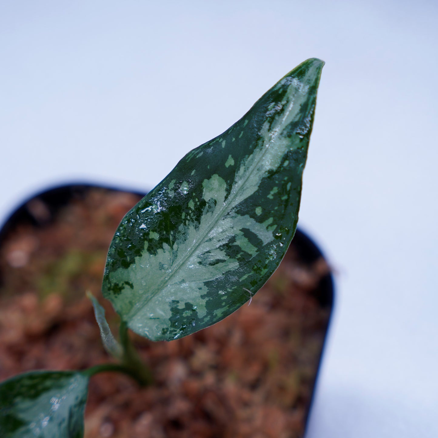 <TZ便>Aglaonema Pictum Tricolor【T-291219 b-5】スプラッシュタイプ