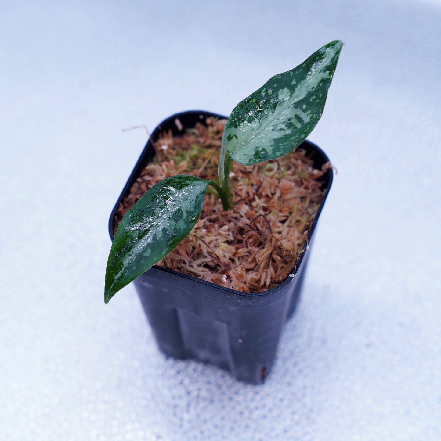 <TZ便>Aglaonema Pictum Tricolor【T-291219 b-5】スプラッシュタイプ