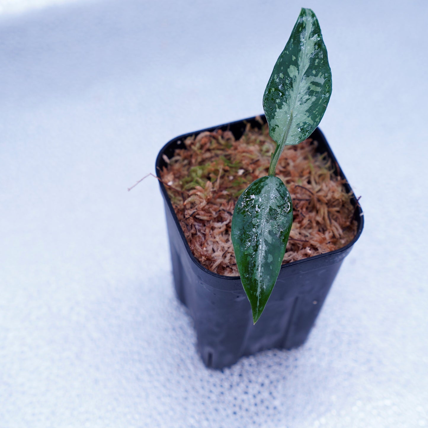 <TZ便>Aglaonema Pictum Tricolor【T-291219 b-5】スプラッシュタイプ