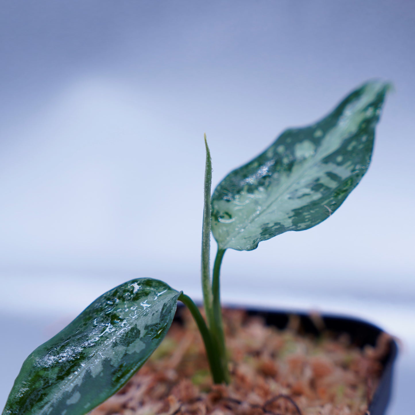 <TZ便>Aglaonema Pictum Tricolor【T-291219 b-5】スプラッシュタイプ