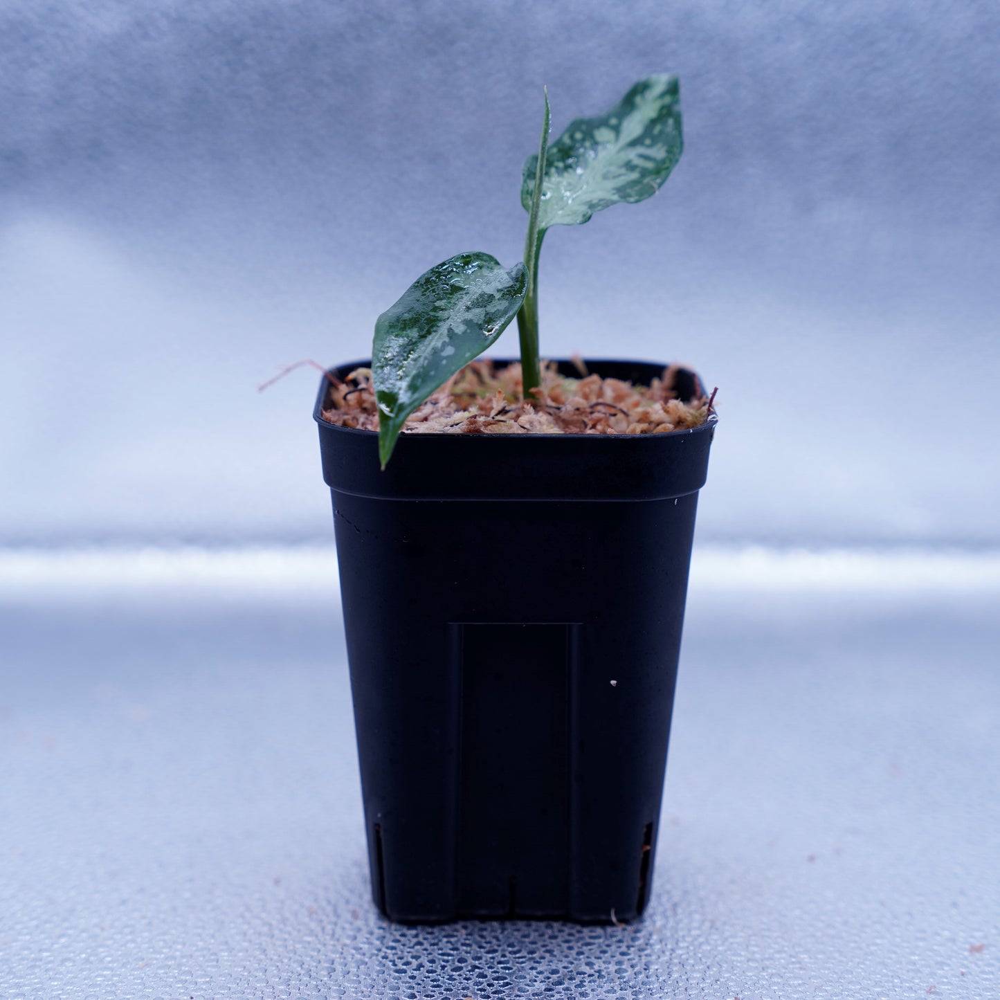 <TZ便>Aglaonema Pictum Tricolor【T-291219 b-5】スプラッシュタイプ