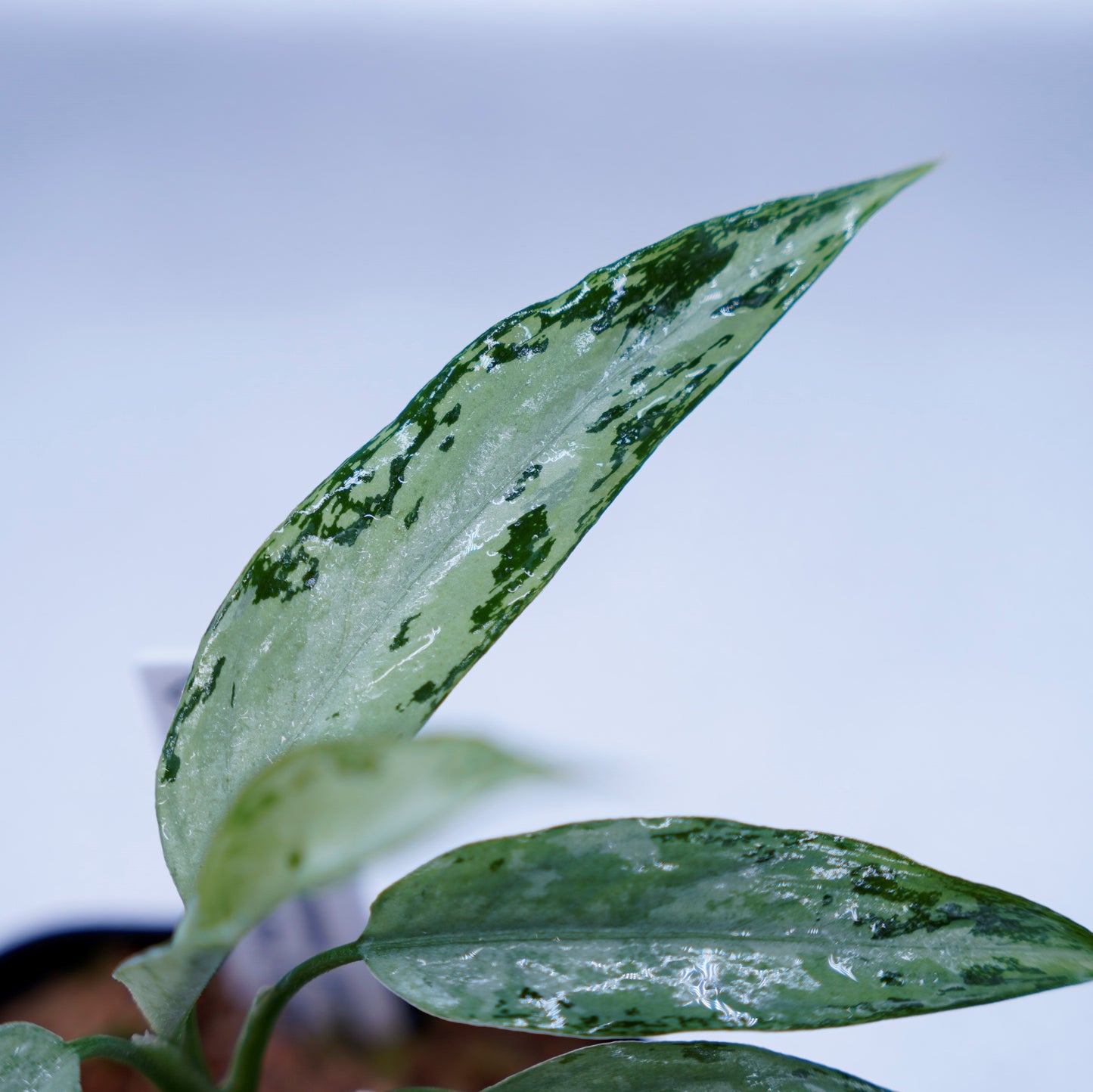 <TZ便>Aglaonema Pictum Tricolor【T-291219 b-5】スプラッシュタイプ