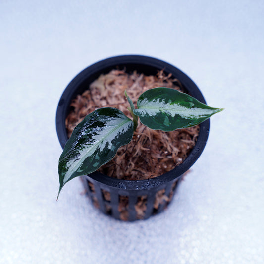 <AZ便> Aglaonema Pictum 【Laplace】箱個体 UC from Sibolga timur “AZ 0213-5C”