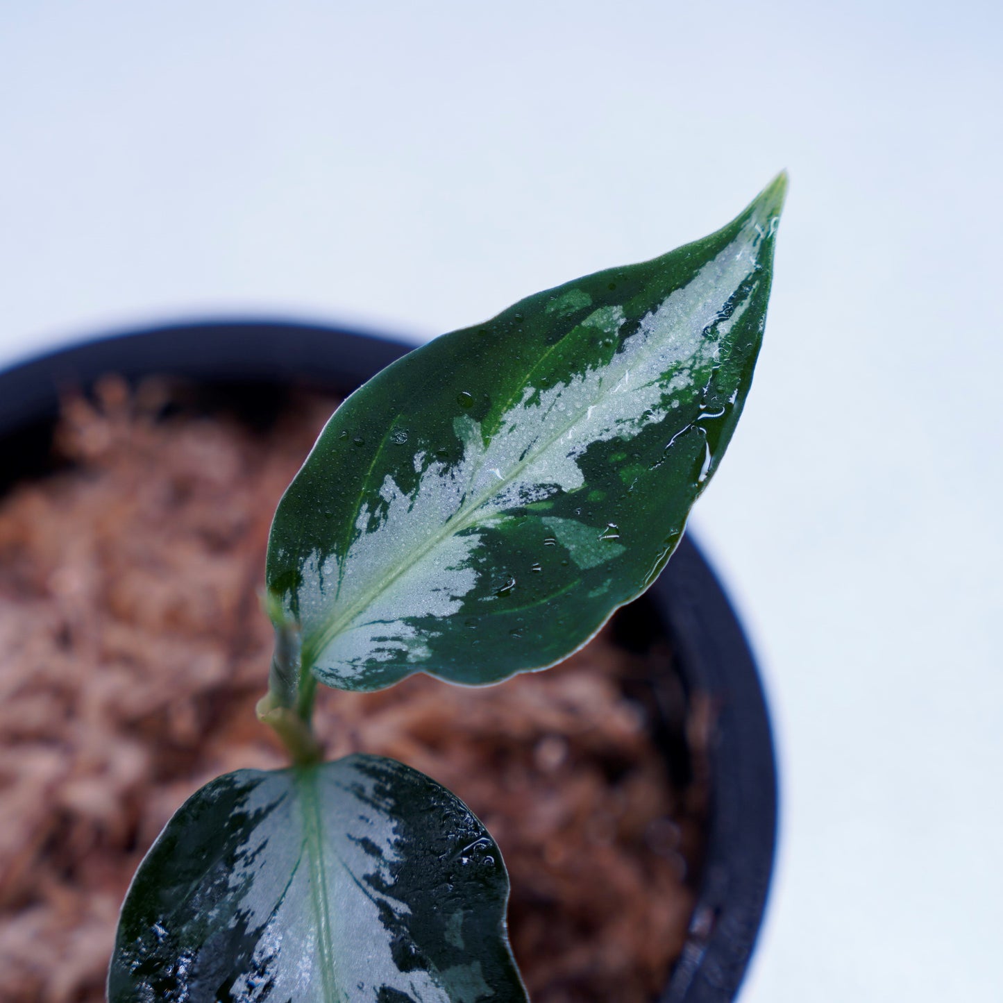 <AZ便> Aglaonema Pictum 【Laplace】箱個体 UC from Sibolga timur “AZ 0213-5C”