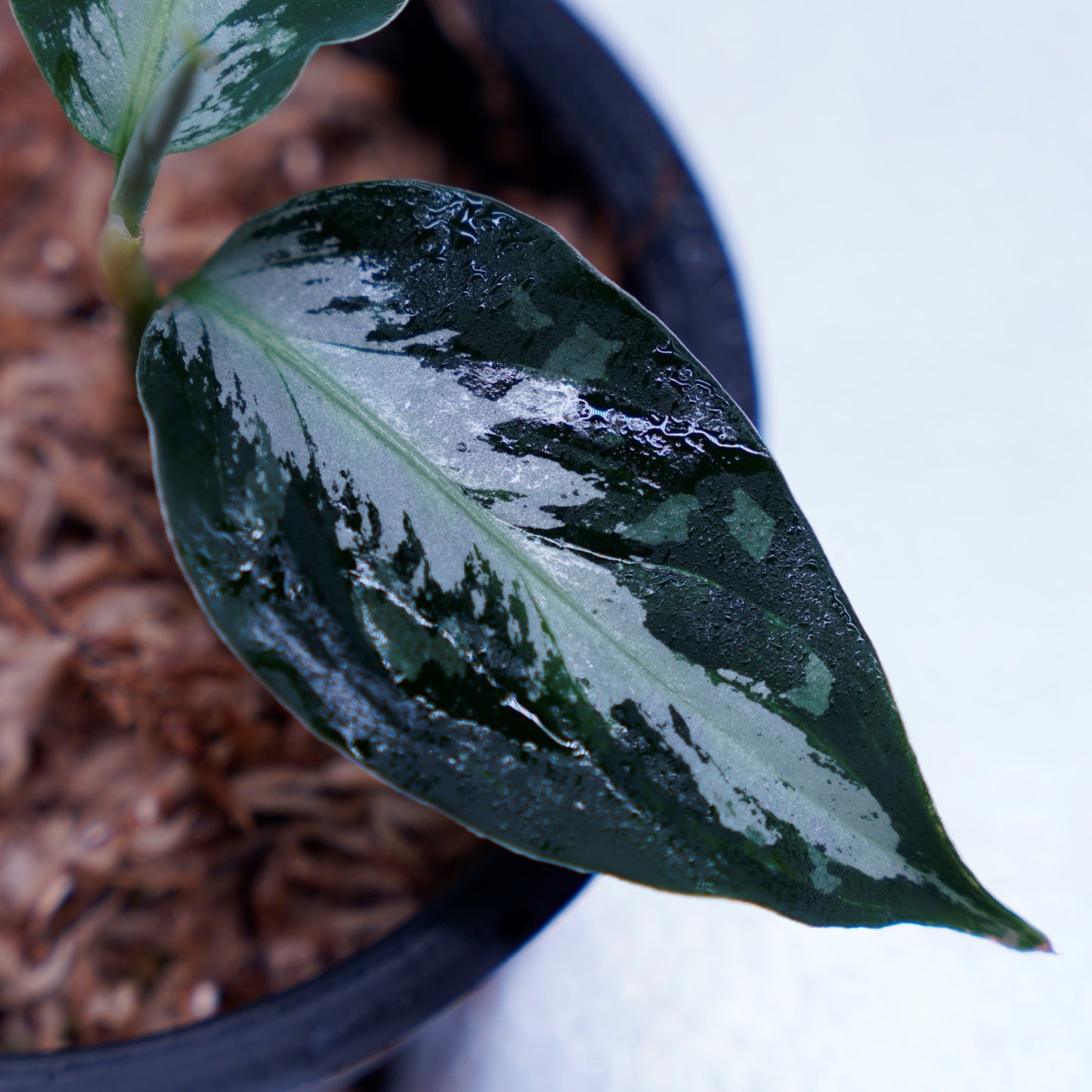<AZ便> Aglaonema Pictum 【Laplace】箱個体 UC from Sibolga timur “AZ 0213-5C”