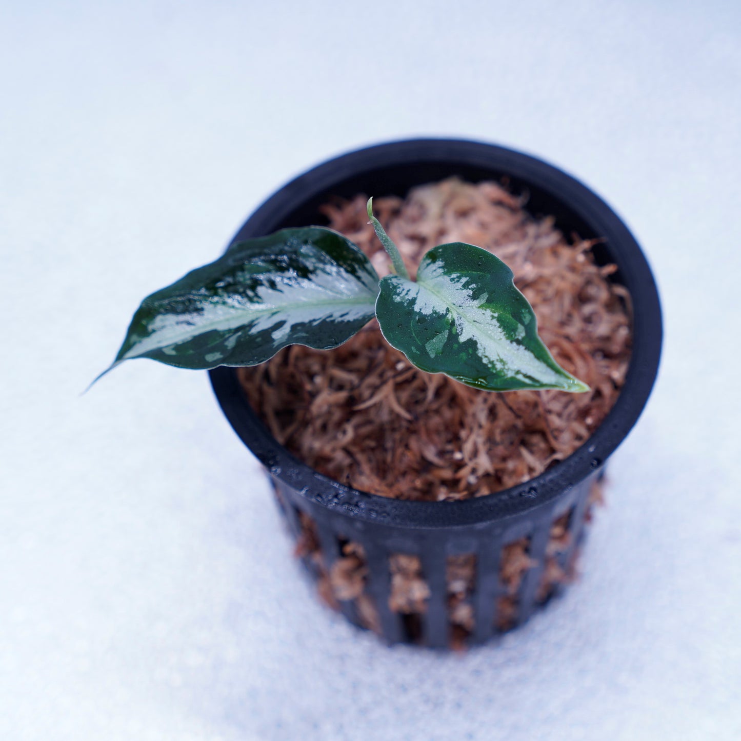 <AZ便> Aglaonema Pictum 【Laplace】箱個体 UC from Sibolga timur “AZ 0213-5C”
