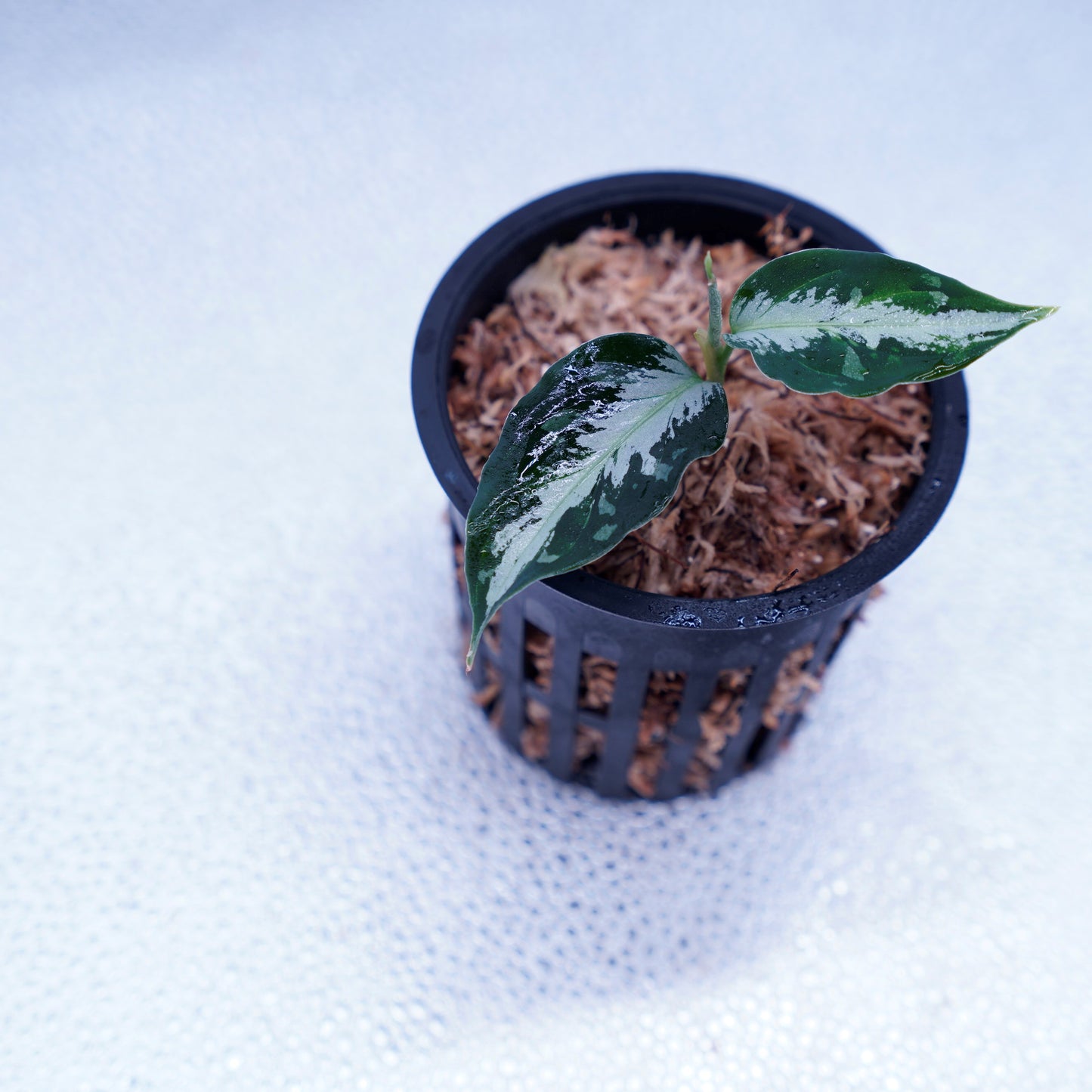 <AZ便> Aglaonema Pictum 【Laplace】箱個体 UC from Sibolga timur “AZ 0213-5C”