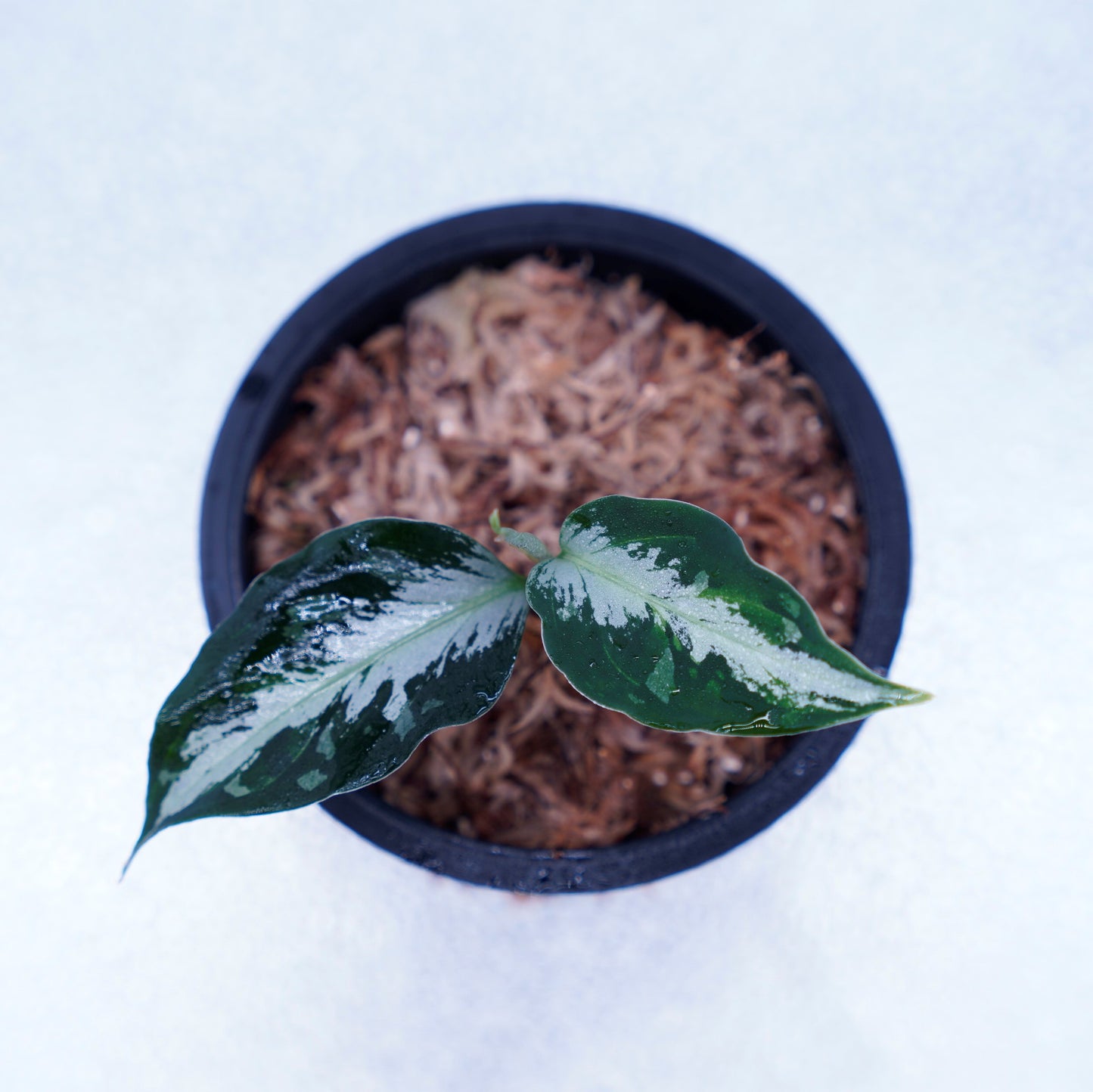 <AZ便> Aglaonema Pictum 【Laplace】箱個体 UC from Sibolga timur “AZ 0213-5C”